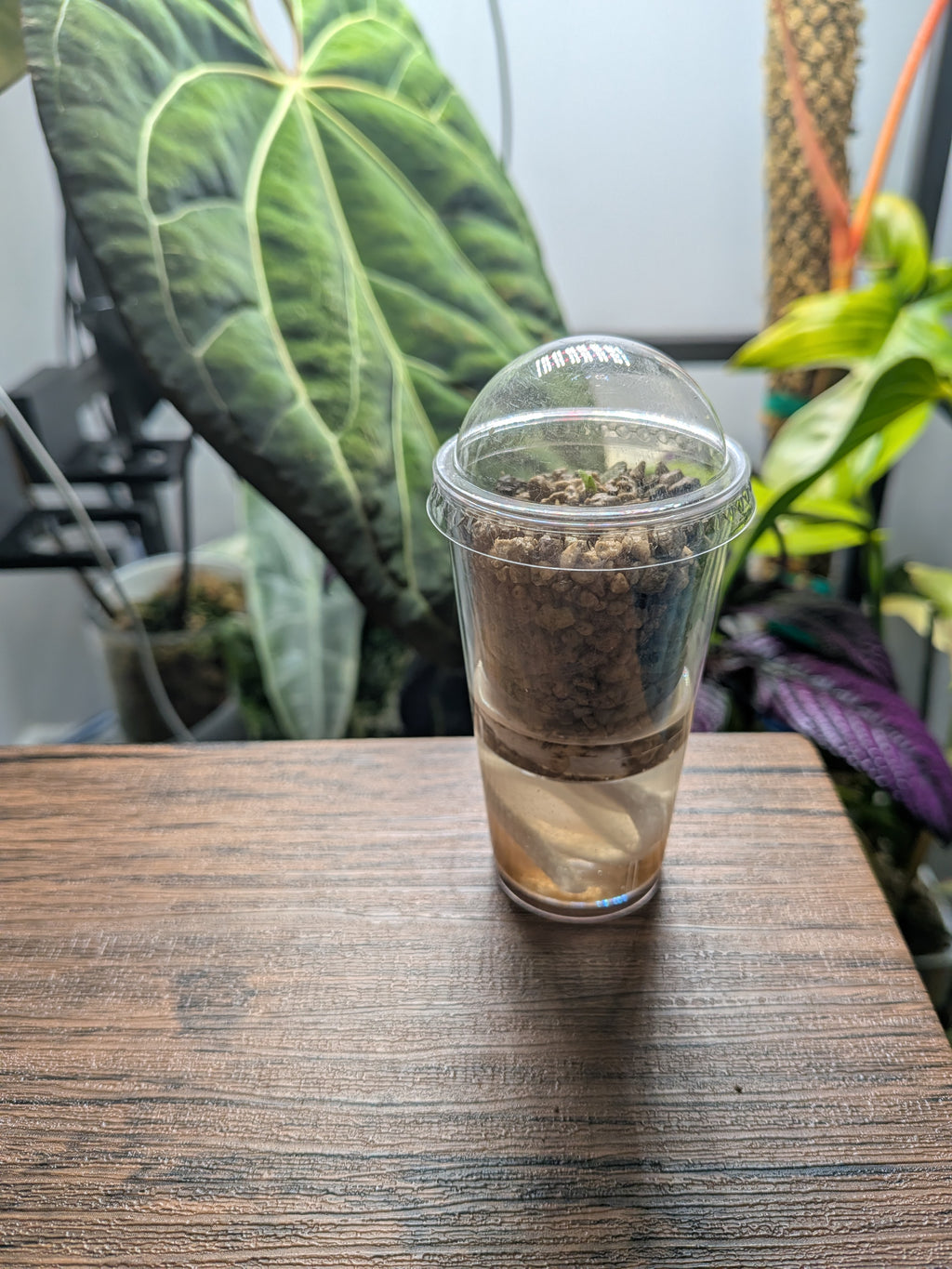 Nod Pod Self-Watering Corm Pot™