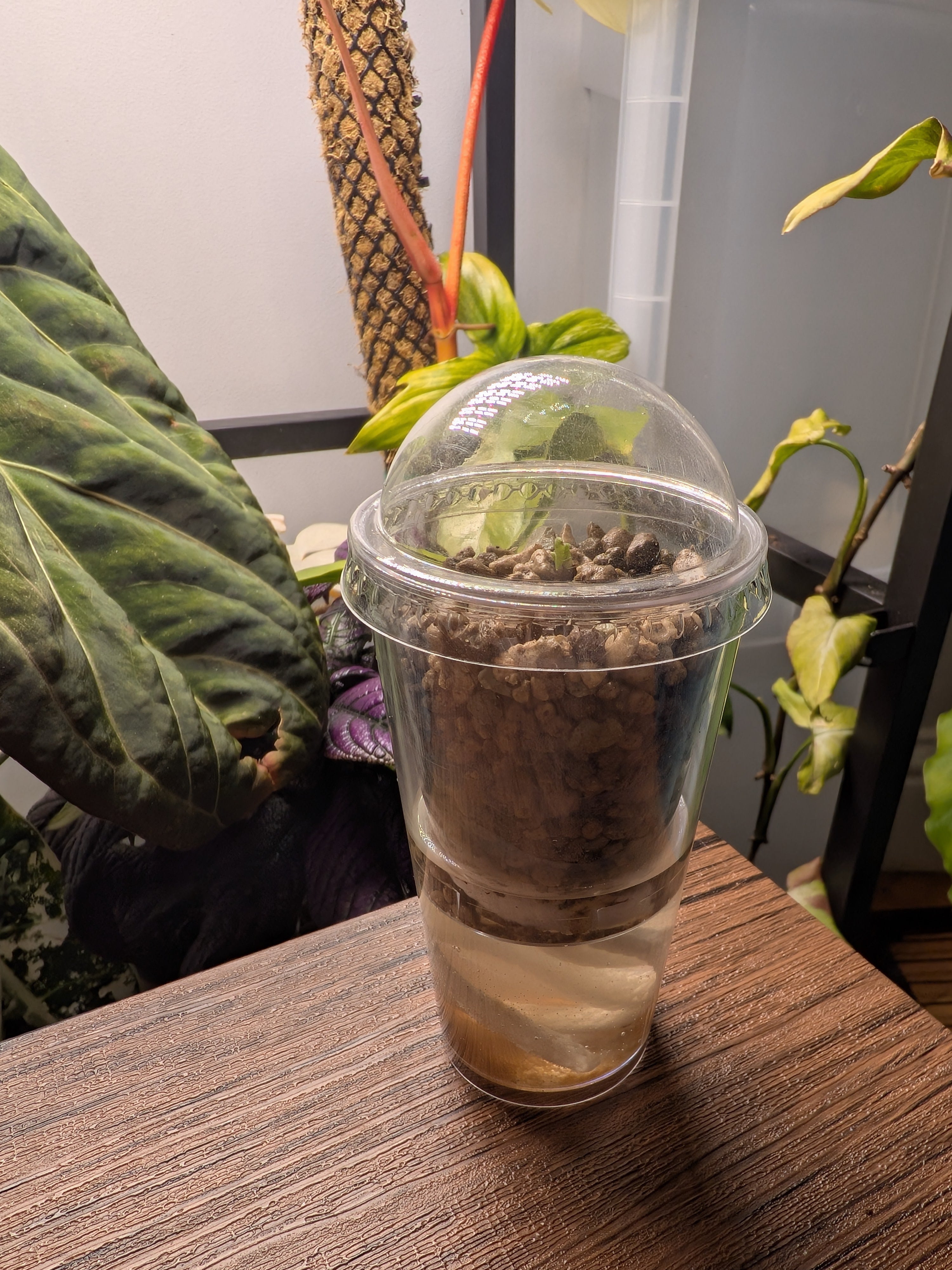 Nod Pod Self-Watering Corm Pot™
