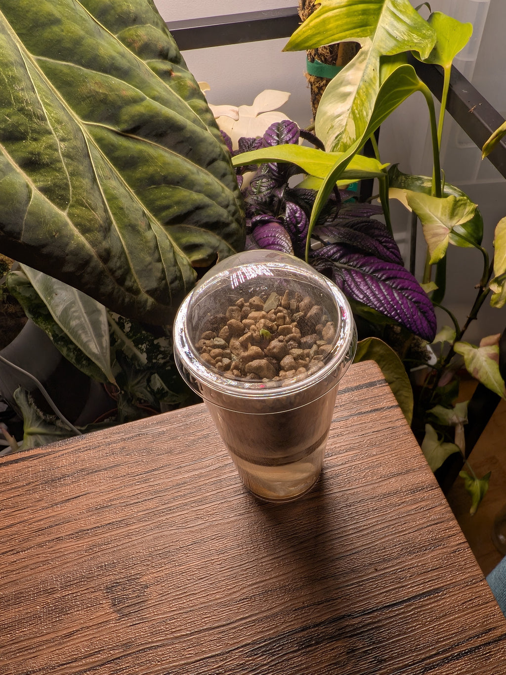 Nod Pod Self-Watering Corm Pot™