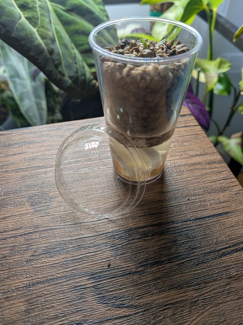 Nod Pod Self-Watering Corm Pot™