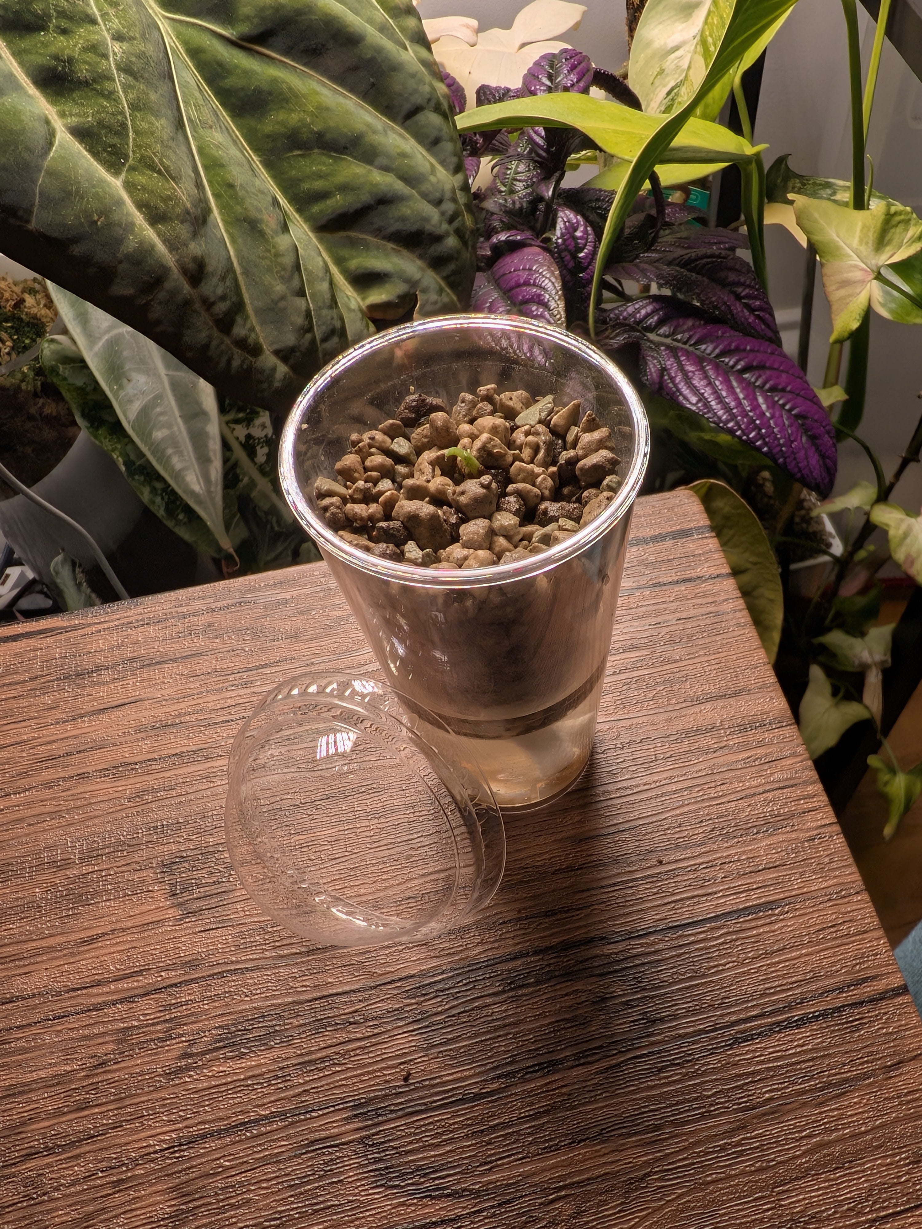 Nod Pod Self-Watering Corm Pot™